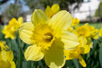 Yellow daffodils - the first flowers of spring