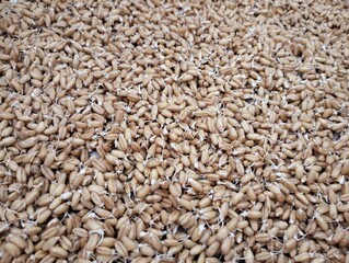 Fresh Growing Grain seeds 
