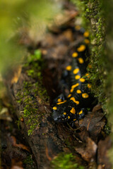 Spotted salamander, black skin color with yellow spots, shiny skin, venomous creatures. In their natural habitat, wild nature. exploring, into the wild.watercourse and lush vegetation.