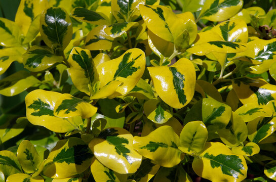 Coprosma repens &ldquo;Taupata Gold&rdquo; Gold Splash Mirror Plant