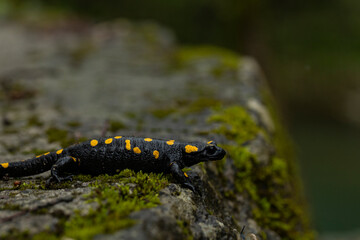 Spotted salamander, black skin color with yellow spots, shiny skin, venomous creatures. In their natural habitat, wild nature. exploring, into the wild.watercourse and lush vegetation.