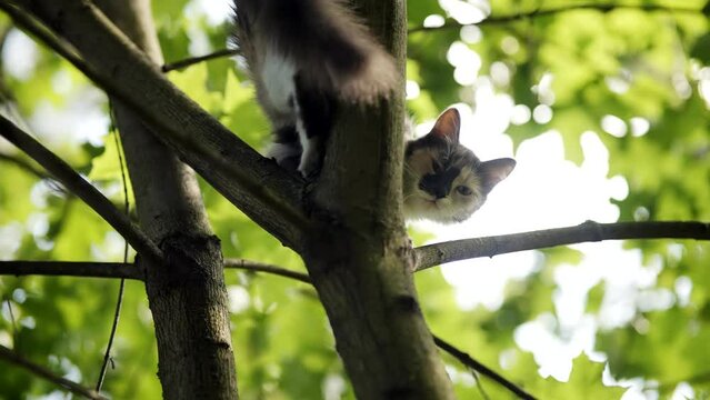Fluffy cat climbing tree . cat sitting on branch	