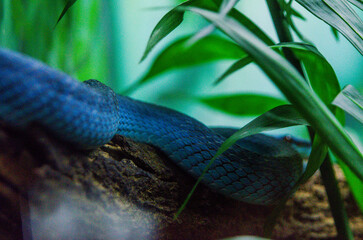 White-lipped pitviper.