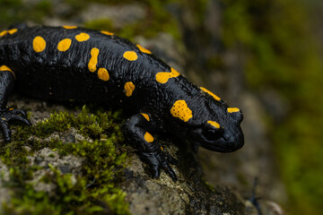 Spotted salamander, black skin color with yellow spots, shiny skin, venomous creatures. In their natural habitat, wild nature. exploring, into the wild.watercourse and lush vegetation.
