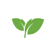 green plant isolated on white background