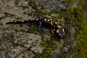 Spotted salamander, black skin color with yellow spots, shiny skin, venomous creatures. In their natural habitat, wild nature. exploring, into the wild.watercourse and lush vegetation.