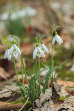 Small group of common snowdrops (Galanthus nivalis). Space for your text. Bokeh.