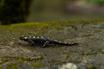Spotted salamander, black skin color with yellow spots, shiny skin, venomous creatures. In their natural habitat, wild nature. exploring, into the wild.watercourse and lush vegetation.