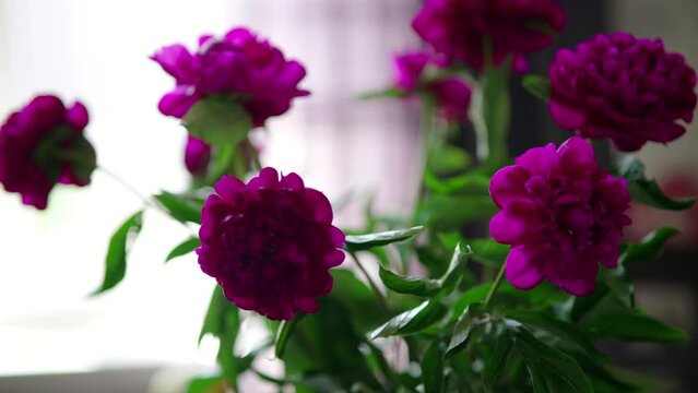 Flower garden purple peon flowers	
