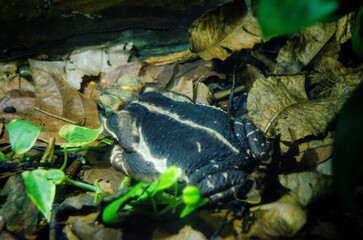 Banded rubber frog (Phrynomantis bifasciatus)