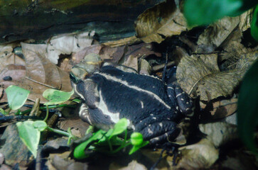 Banded rubber frog (Phrynomantis bifasciatus)