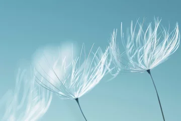  dandelion seeds blowing in the wind on blue background © Kien