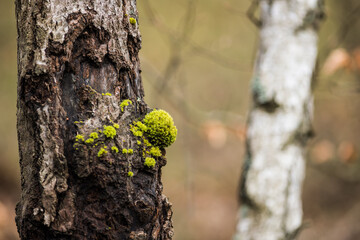 a tuft of fresh green moss on the trunk of a dying tree, silver birch, forest, ecology