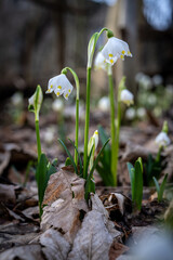 Frühling: Eis und Schnee sind geschmolzen. Märzenbecher verzaubern Wiesen in einen Teppich aus...