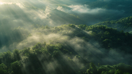 Thick fog covers green dense forest, amazing morning concept