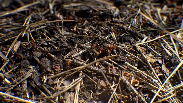 Army of insects in wood . Colony ants in dry forest	