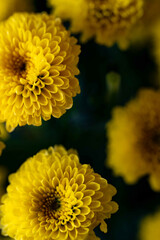 清らかな愛のカリメロマム