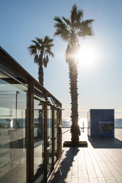 Promenade am alten Hafen mit Palmen in Barcelona, Spanien