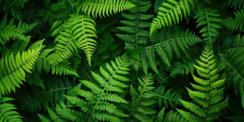 Fototapeta na wymiar beautiful delicate green fern leaves background
