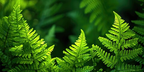Fototapeta na wymiar beautiful delicate green fern leaves background
