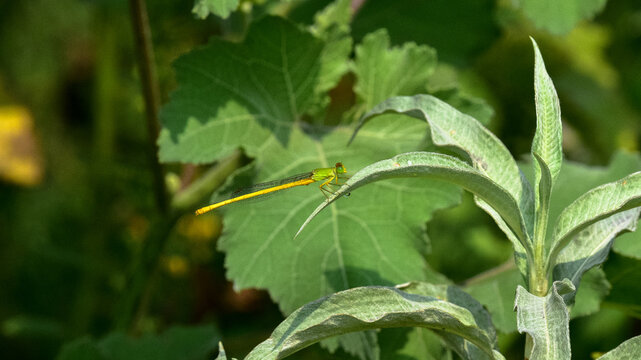 A Ceriagrion coromandelianum commonly called Coromandel Marsh dart or Yellow Waxtail sits on a leaf in nature