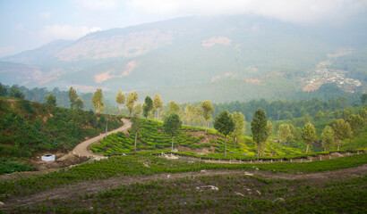 Tea plantation in Munnar, India