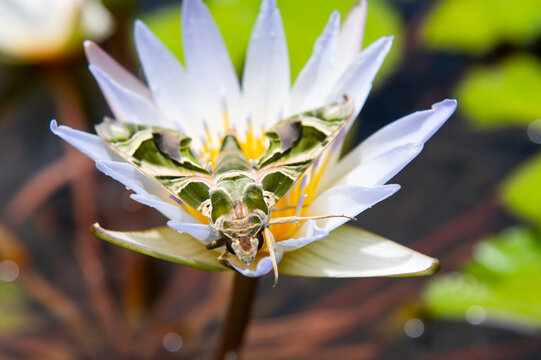 Tropical floral Butterfly Daphnis nerii on water-lily. Moth-Guard Month wraps up Oleander Hawk-moth on nature background