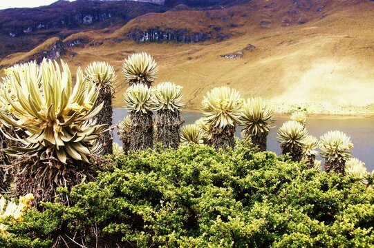 Paramos Frailejones de Colombia 