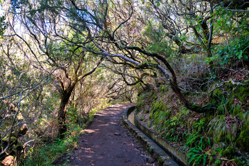 The photo depicts a stone pathway amidst lush vegetation in Madeira, likely part of the levada irrigation system. It's an idyllic spot where nature is untouched and full of tranquility.