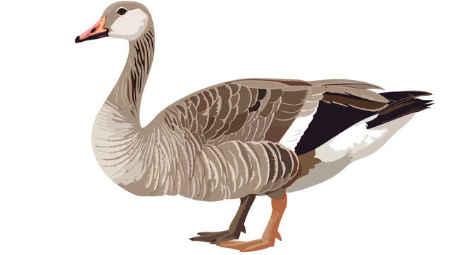goose vector illustration  lining draw front side flat