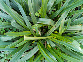 Obraz premium Green pandas leaves are planted, Fresh green pandas leaves, green leaves in garden