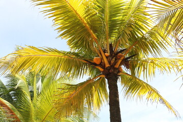 椰子　パナマ　クリストバル