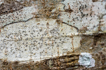 abstract texture, abstract tree growth, old tree trunk, nature prints on wood, suitable for background