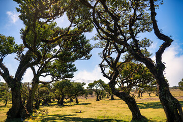 The photo captures the picturesque landscape of Fanal in Madeira, with its iconic ancient laurel...