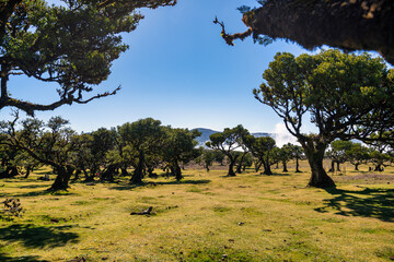 The photo captures the picturesque landscape of Fanal in Madeira, with its iconic ancient laurel trees characterized by twisted branches and lush crowns, illustrating the artistry of nature.