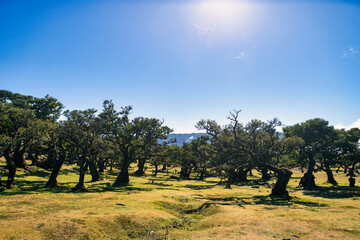 The photo captures the picturesque landscape of Fanal in Madeira, with its iconic ancient laurel...