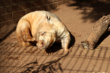 Southern hairy-nosed wombat (Lasiorhinus latifrons) loitering in a zoo enclosure : (pix Sanjiv...