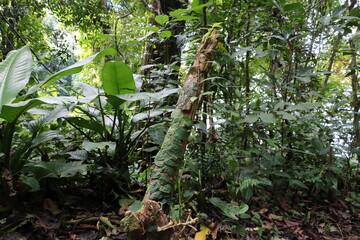 ジャングル　パナマ　クリストバル