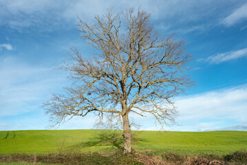 Tree with defined branches in beautiful sunny landscape with blue skies and green grass