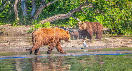 Kamchatka brown bear on the lake in summer
