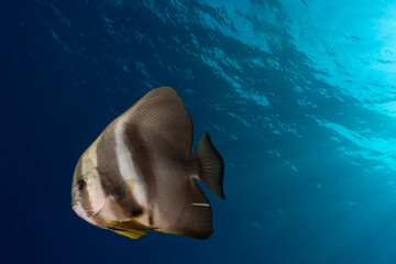 Lone batfish in mid-water against sunray background