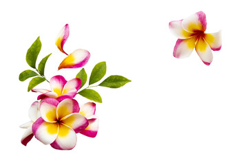 colorful flowers frangipani local flora of asia arrangement flat lay postcard style 