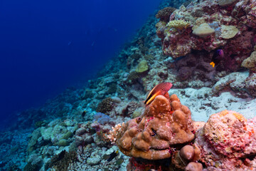 Lone tropical fish on hard coral reef