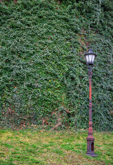 Old-fashioned street lantern in front of old wall with ivy leaves