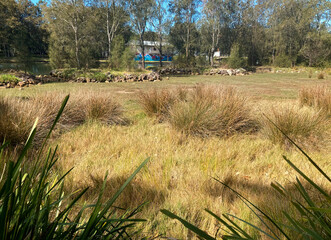 Salt marsh on the Cooks river, Tempe