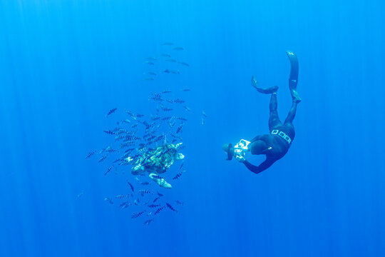 an underwater photographer follows a sea turtle underwater