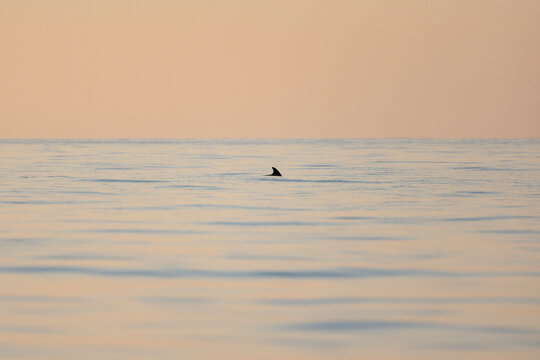 View of a cetacean's dorsal fin in the morning light