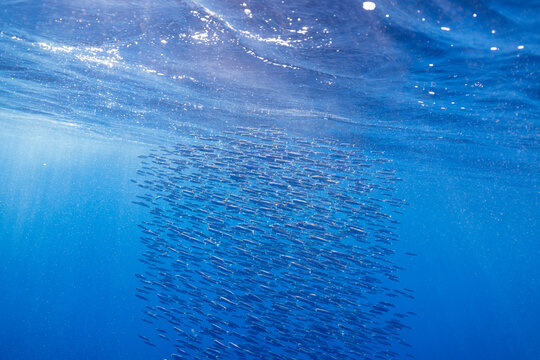 a ball of anchovy swims just below the surface of the water