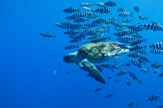 A sea turtle swims underwater with its pilot fish