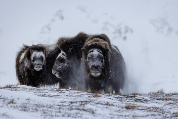 a group of musk oxen get rid of their snow